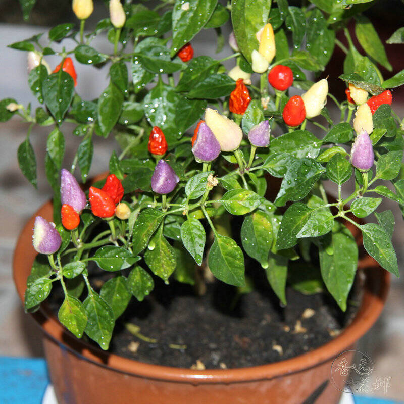 红灯笼泡椒辣椒约700g 高山蔬菜 安徽霍山泡菜腌菜特产美食 农家手工