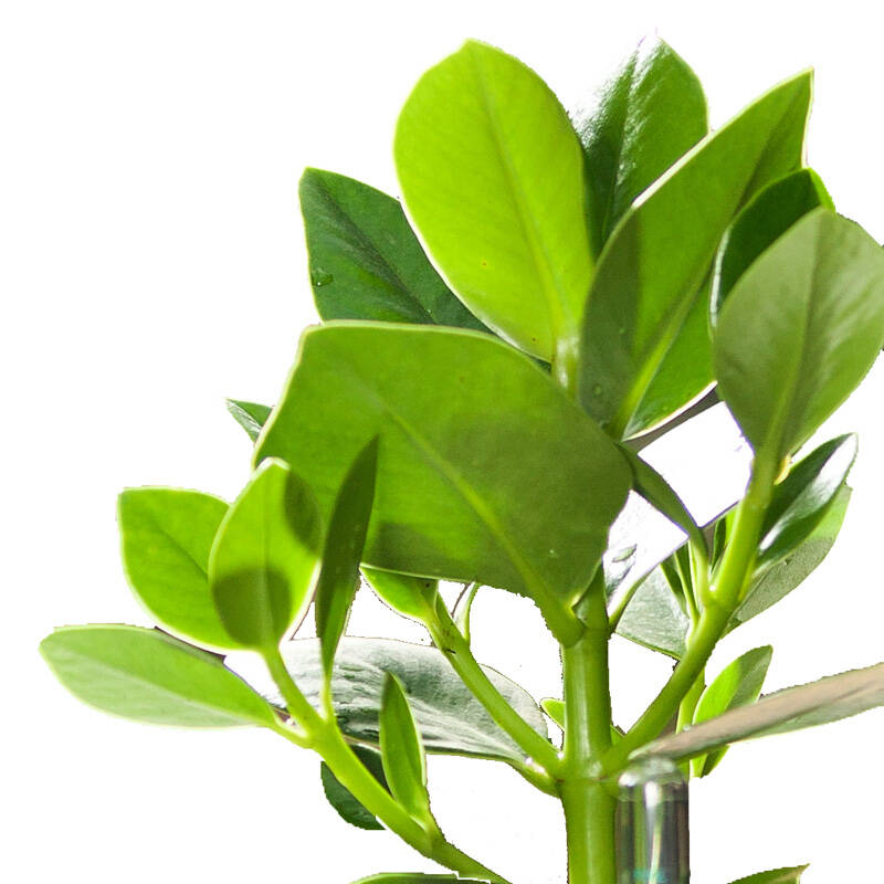 【花漫天】签名树/摇钱树盆栽花卉室内绿植水培植物办公室盆栽盆景