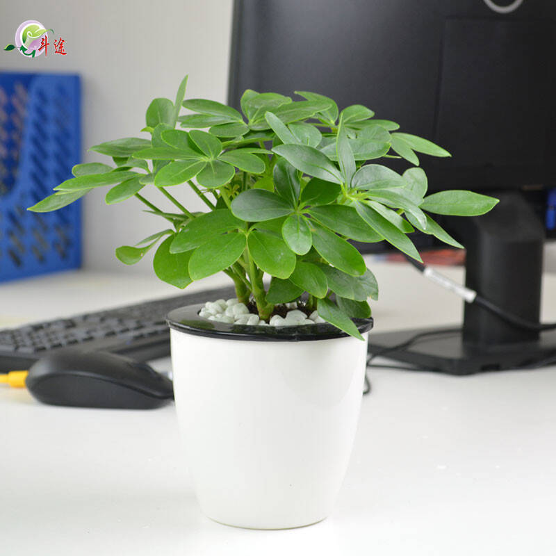 斗途园艺 七叶莲鸭脚木盆栽 水培植物 办公室内 绿植花卉 盆景含盆图片