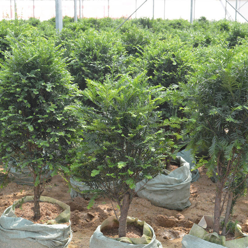满城花 南方红豆杉盆景树苗 红豆杉盆景庭院绿化常绿植物 红豆杉树苗