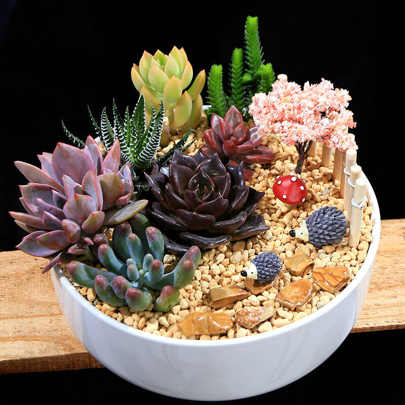 卉之乡热卖 多肉植物组合盆栽套餐 diy植物组合盆栽绿植创意盆栽花卉