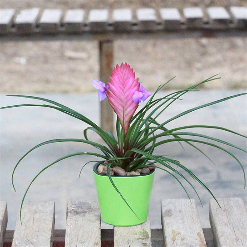一枝春 铁兰花 办公室盆栽 植物盆栽 室内除甲醛植物花草铁兰小盆栽