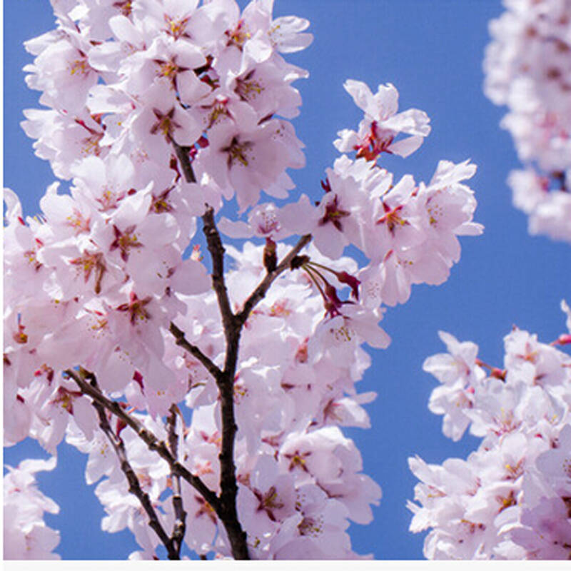 唯友 樱花苗 樱花树苗 日本樱花树苗 嫁接早樱晚樱 樱花小苗 绿化苗木