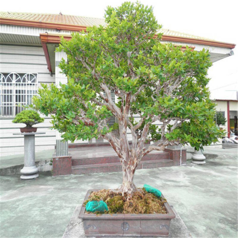 台湾进口嘉宝果树苗葡萄苗树葡萄树苗嘉宝果苗南北方种植 三年苗