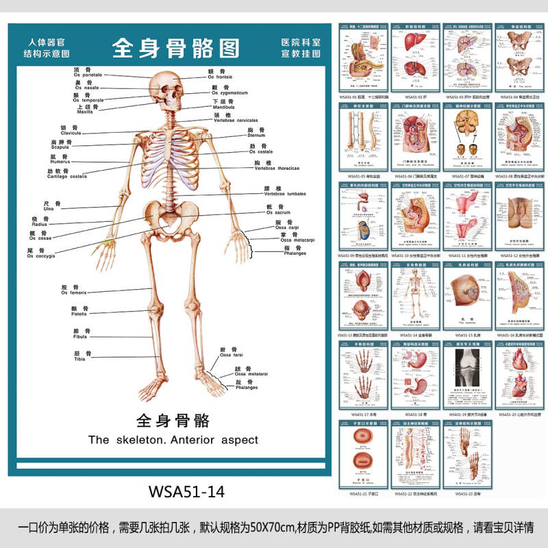 医院科室宣教挂图人体结构示意图器官解剖图全身骨骼图宣传画墙贴画