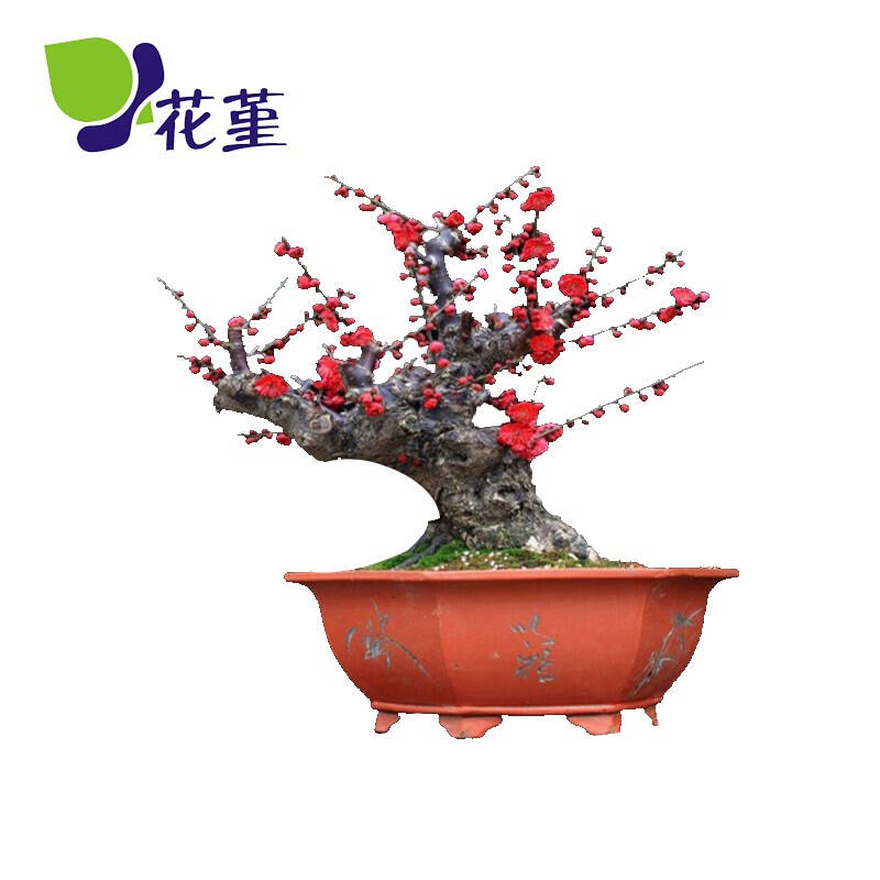 花堇 高档盆景 梅花盆景盆栽植物 造型独特 红梅 朱砂