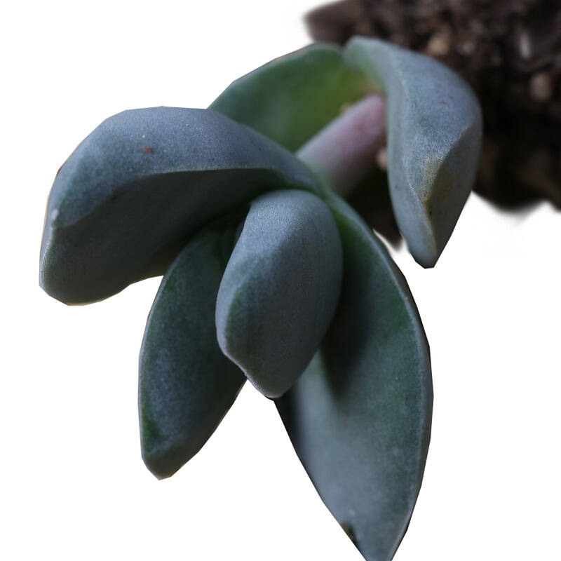 【花漫天】达摩神刀多肉植物花卉盆栽绿植室内办公室绿植防辐射除甲醛