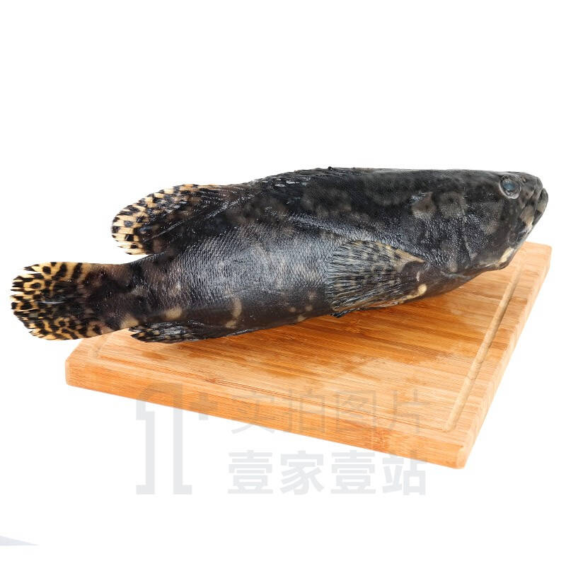 【壹家壹站】马来西亚黑虎斑鱼500-600g/条 进口海鲜石斑鱼/老虎斑