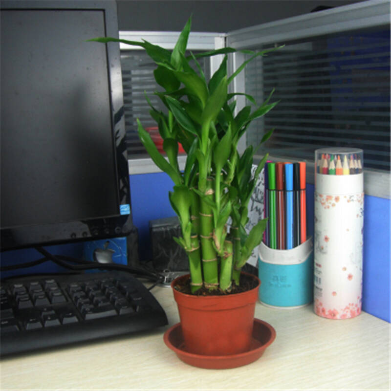 壹植绿植 【富贵竹】荷花竹 观音竹 土培 水培植物 办公室小型盆栽 带