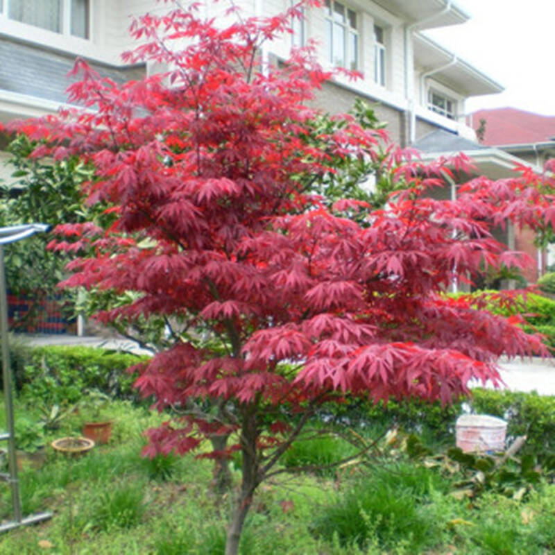 沫澄 园林绿化苗木 日本红枫 红枫苗 红枫树苗 嫁接红枫苗 庭院植物