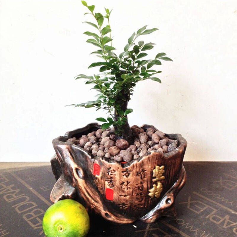 小叶紫檀盆景树桩 小叶紫檀苗 小叶紫檀盆栽 含盆 分叉多紫檀 造型图片