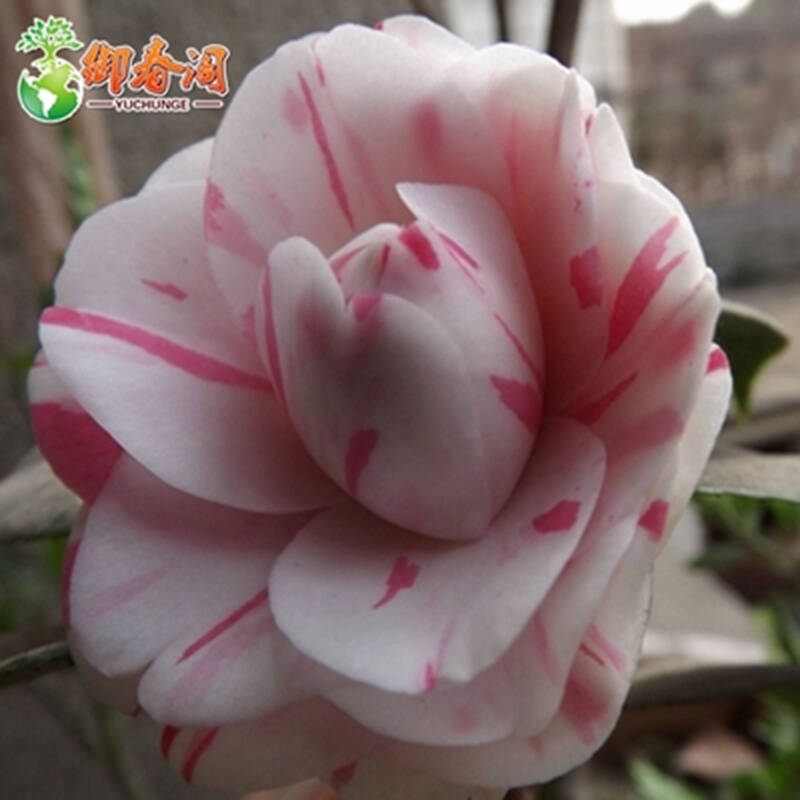 御春阁 室内盆栽绿植花卉名贵四季茶花苗带花苞山茶树苗大苗 单棵不含