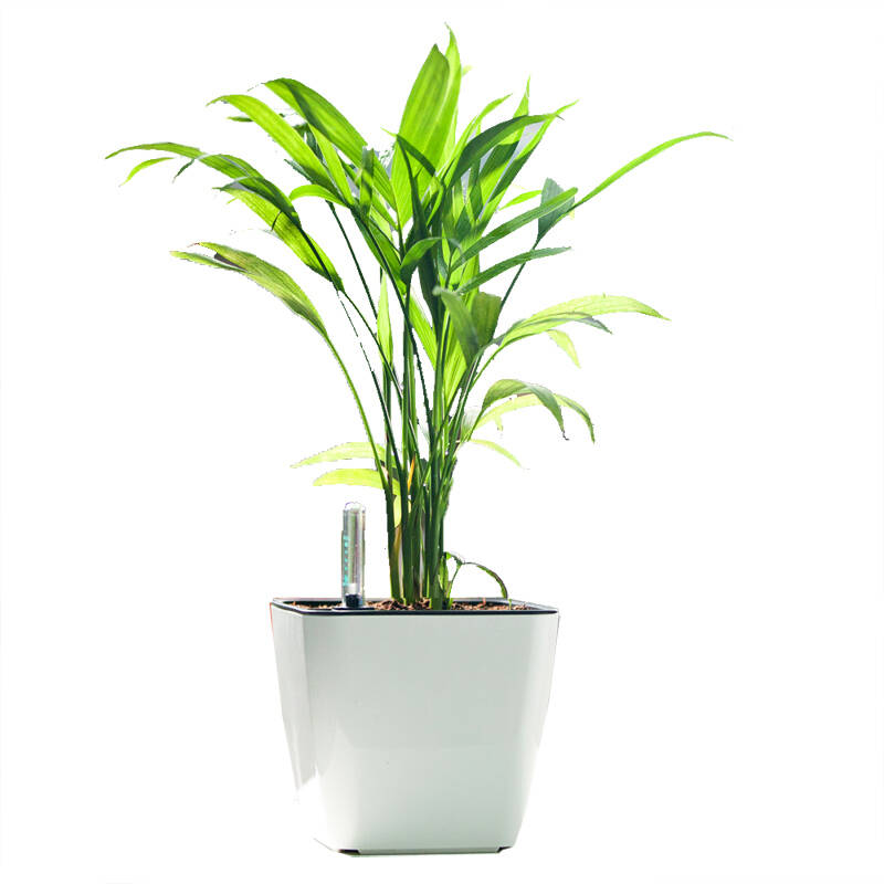 【花漫天】富贵椰子盆栽花卉室内绿植水养水培植物 富贵椰子 绿色自动