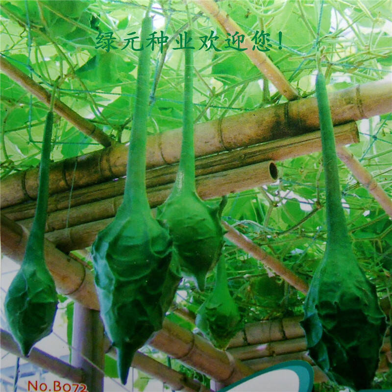 鹤首葫芦种子家庭阳台盆栽种子观果种植种子蔬菜种子