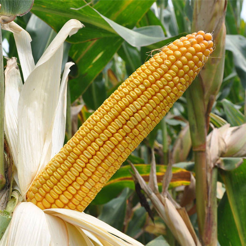 美锋969 米质好 抗倒伏 不早衰 粮价高 耐密植 产量高 玉米种子 7800