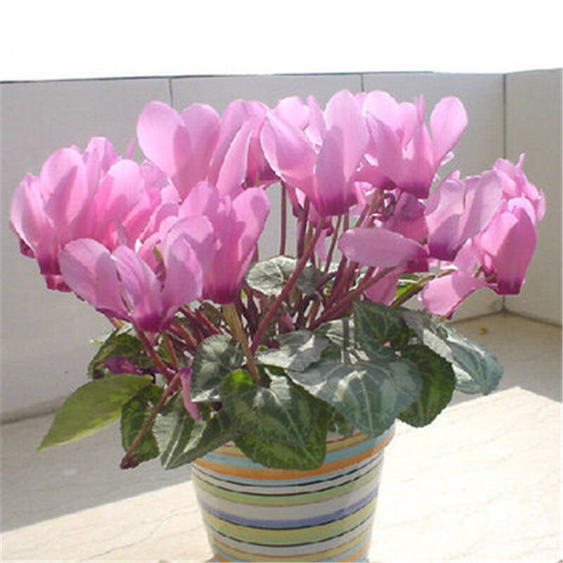 优丽百妃 球根花卉 仙客来种球 花卉绿植盆栽 多品种多色 粉色