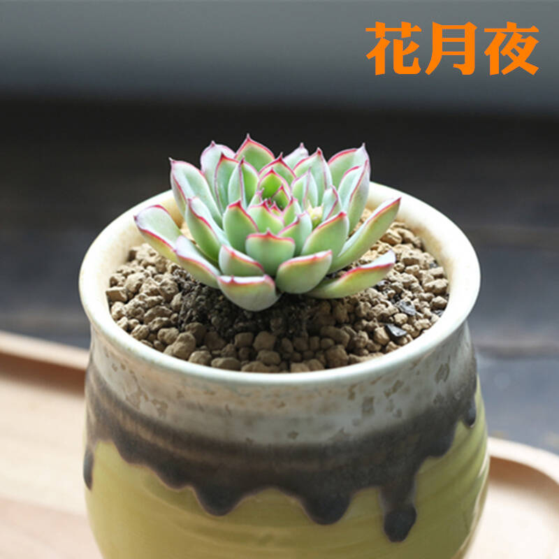进口多肉植物组合套装 包邮 买一赠五 买2套送浇水壶