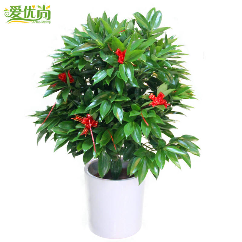 玉桂大型绿植