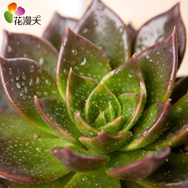 黑王子 花朵手工花盆 含盆