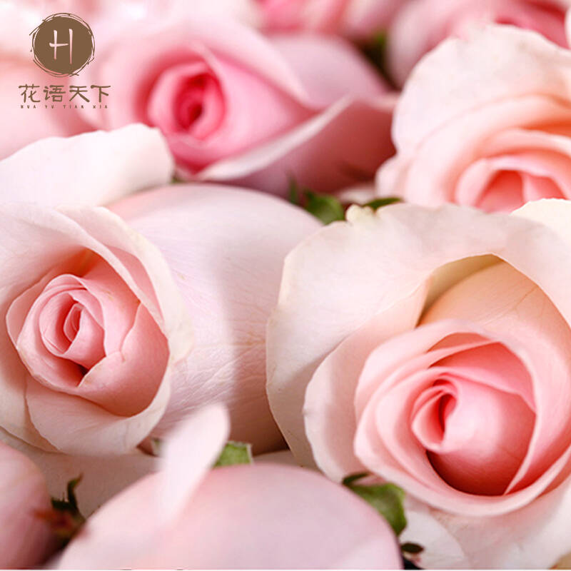 【花语天下】鲜花礼盒 19朵玫瑰花束 生日鲜花 同城鲜花速递 g-19枝粉