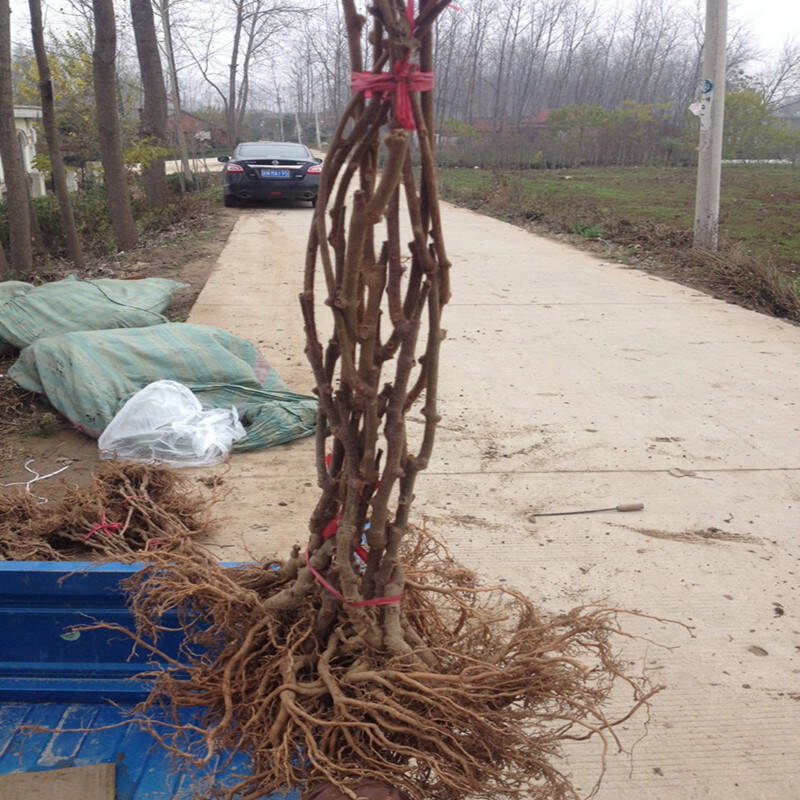 【前200名免单】盆栽猕猴桃苗 买2送1 当年结