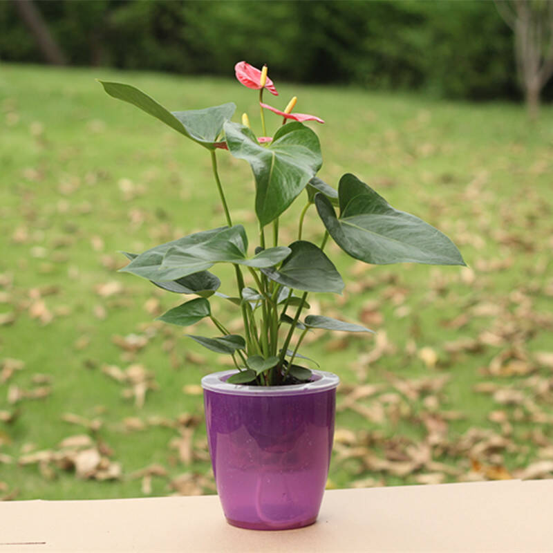 中小型盆栽单枝红运当头 凤梨花 吸甲醛 防辐射