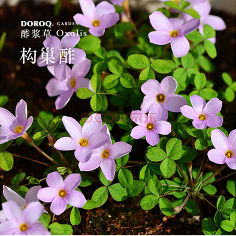 元井 酢浆草种球花卉盆栽 秋植幸运草三叶草 重单瓣球根芙蓉系列 pink