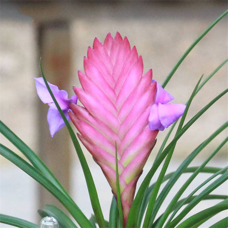 一枝春 铁兰花 办公室盆栽 植物盆栽 室内除甲醛植物花草铁兰小盆栽