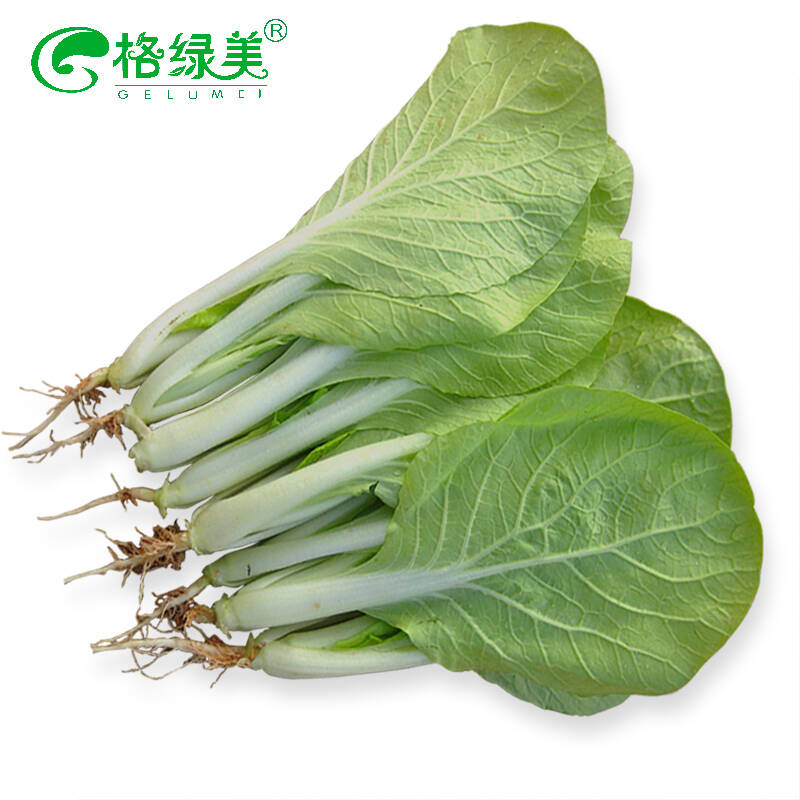 黄叶小白菜 有机蔬菜种子 鸡毛菜菜籽 园艺休闲产品 高出芽率