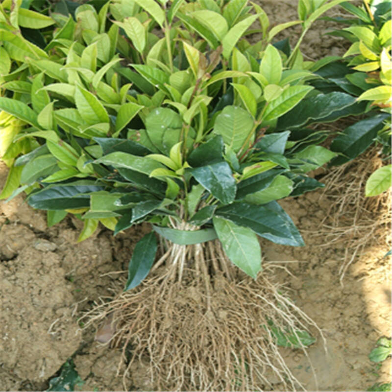 桂花小苗桂花树苗金桂苗绿化苗 沉香桂 80-1米高