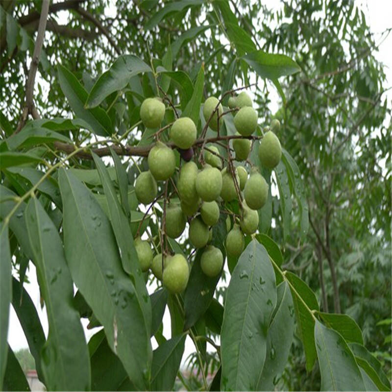 无患子树苗家庭院必备风水宝树镇宅宝树 八年苗