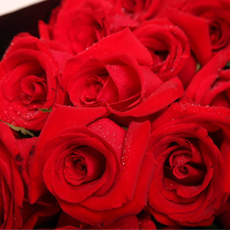 【真爱】鲜花速递 玫瑰花束 鲜花礼盒 送女友 生日礼物 创意礼品 全国