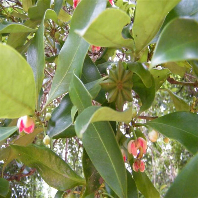 八角树苗八角苗茴香树苗大料和大茴香 六年苗