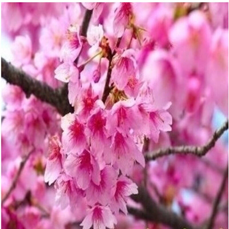 樱花苗 樱花树苗 日本樱花树苗 嫁接早樱晚樱小苗绿化苗木 粉色佳丽 4