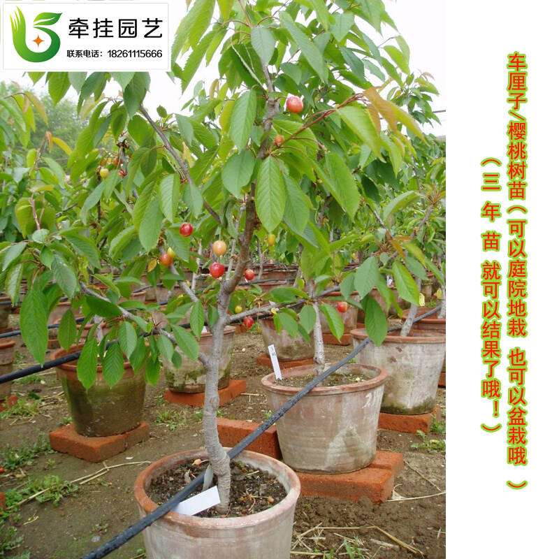 樱桃树苗 美国车厘子樱桃果树苗 早熟大樱桃树苗 南方