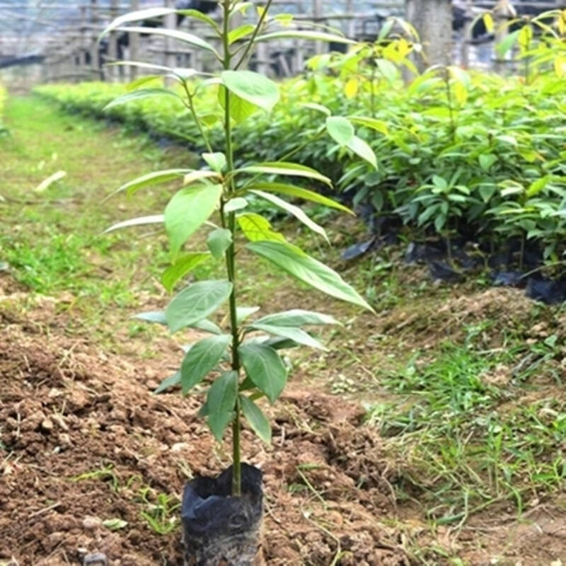 沫澄 正宗海南黄花梨树苗沉香树苗 金丝楠木树苗 小叶图片