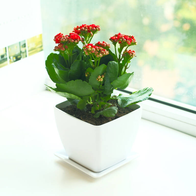 四季开花植物带花苞 带盆栽好 大长寿花带l白色花盆(花色随机)