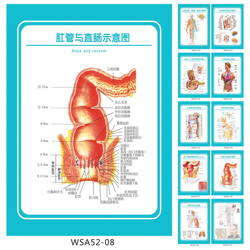 医院科室挂图 解剖图 肛管与直肠示意图 宣传画 墙贴画 wsa52-08 户外