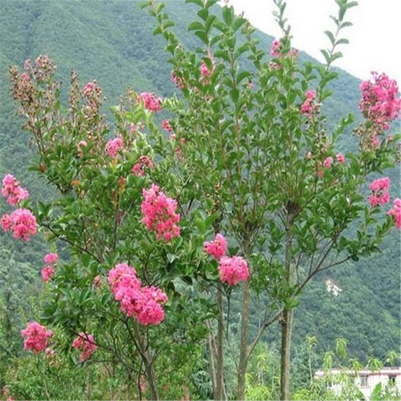 紫薇树苗庭院绿化行道花卉绿化苗木 2cm粗