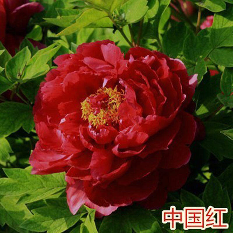 沁心园 牡丹花盆栽 牡丹花苗 牡丹大苗 花卉植物 21中国红