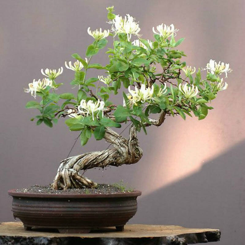 沁心园 金银花苗 金银花盆景树桩 金银花苗 四季种植庭院阳台盆栽地栽