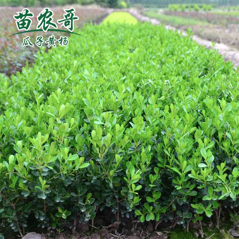 黄杨绿化苗树苗黄杨球小叶黄杨瓜子黄杨四季常青耐阴常绿庭院绿篱 一