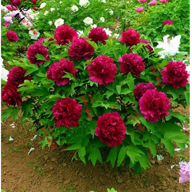 春天来了a4牡丹花种子花卉种子赛蔷薇玫瑰月季阳台庭院四季种植种子