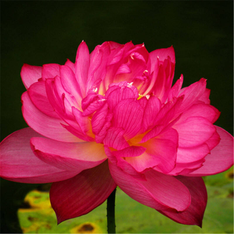 四季水培绿植碗莲花卉睡莲荷花种子 状元红