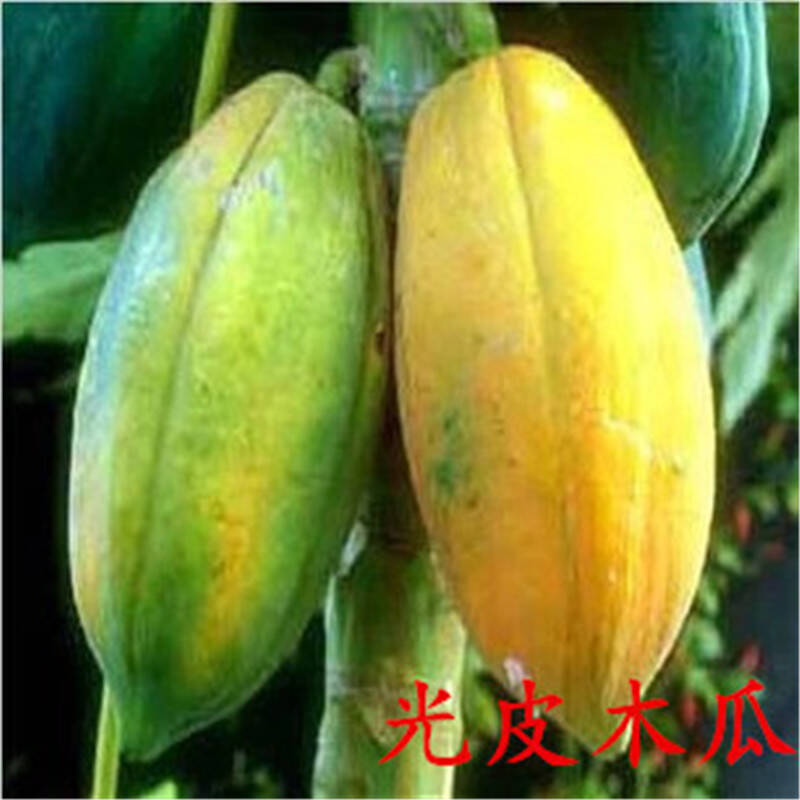 木瓜苗水果树苗南北方种植当年结果种类齐全 光皮木瓜