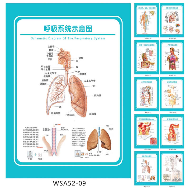 医院科室挂图海报 解剖图 呼吸系统示意图 宣传画 墙贴画wsa52-09 户