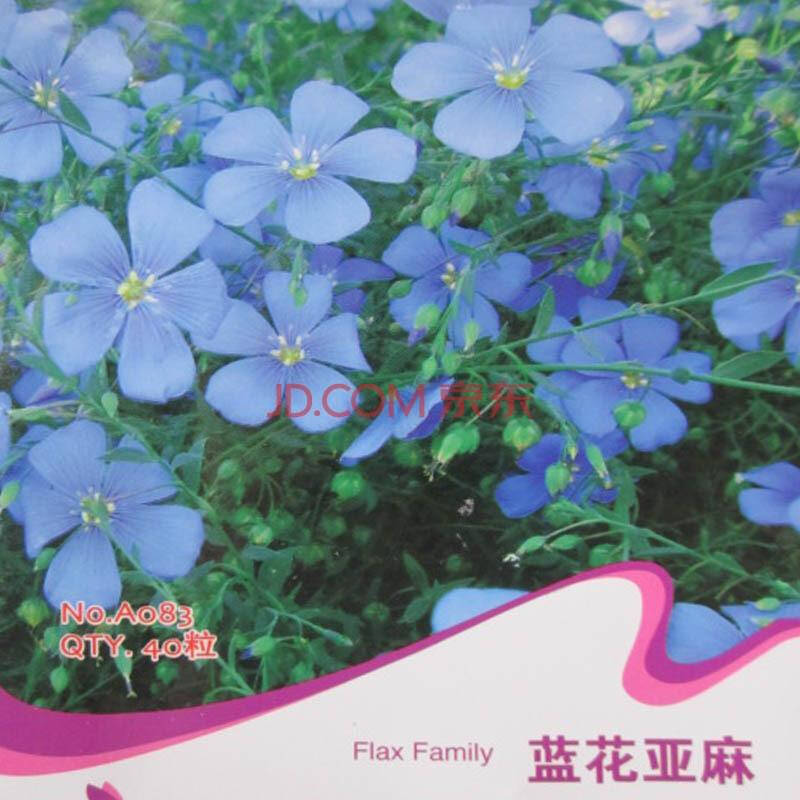 恒林园艺【蓝花亚麻种子 约40粒】赛船 种子袋装彩包