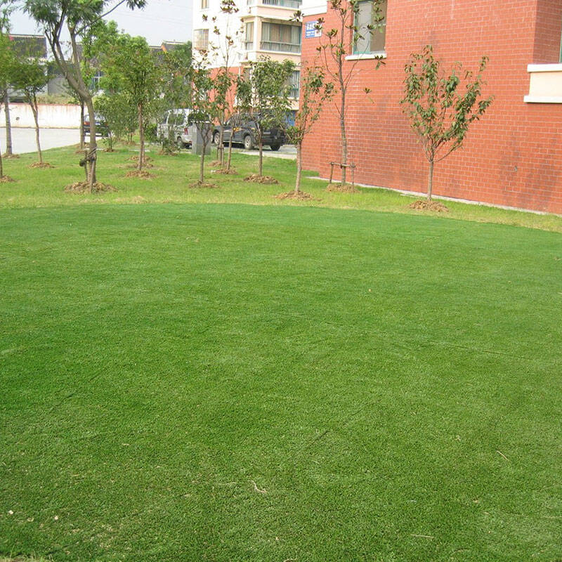 四季青绿化工程草籽庭院厂区校园绿化护坡绿化草坪种子 草地早熟禾