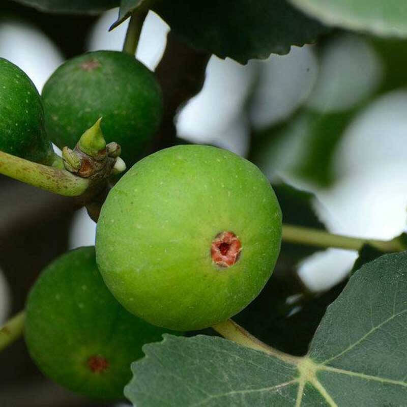 沁心园 无花果苗 果树苗木 盆栽地栽 南方北方种植 8 青皮 4年苗