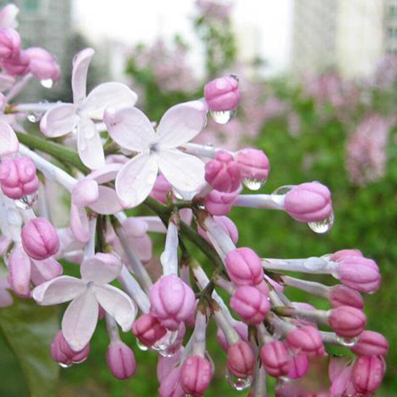 丁香花树苗 香花苗庭院/盆栽 浓香花卉香飘十里 丁香苗 粉色 2年苗